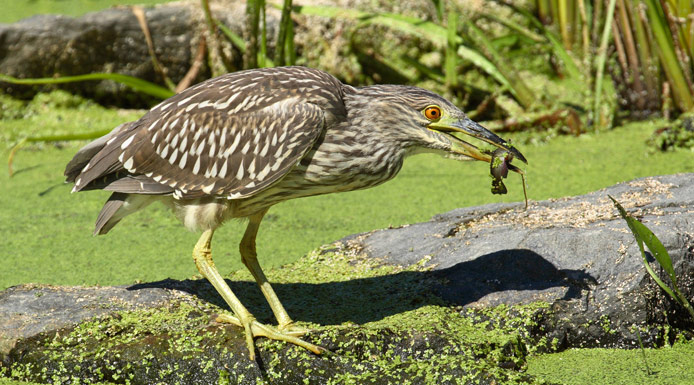 Young Black-crowned Night Heron with a fish in the beak.
