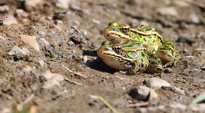 Two Northern Leopard Frogs on the bank