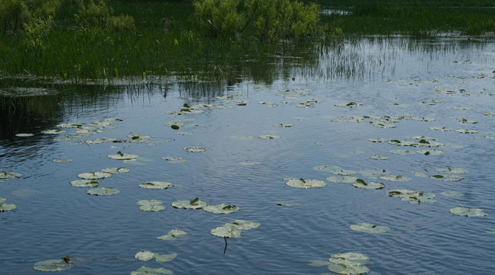 Aquatic water community with Water-lily leaves