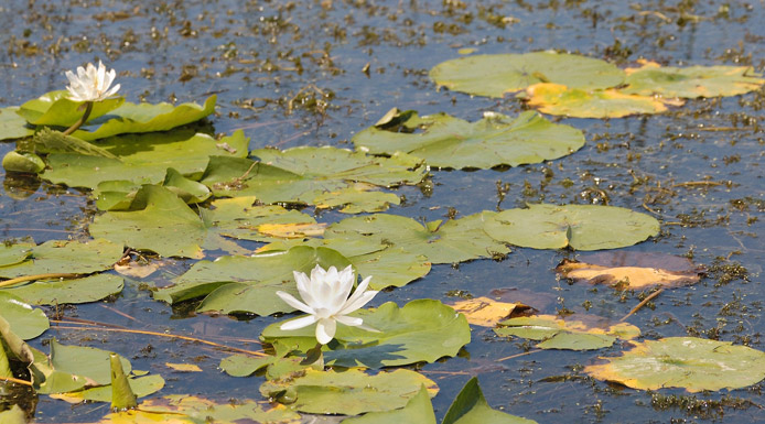 Flowers and leaves of Water-lilies  