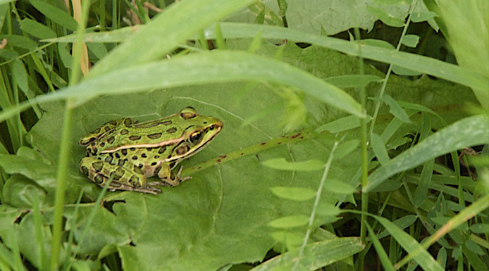 Northern Leopard Frog on a leaf