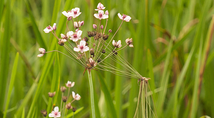 Close-up of the pink flowers of Flowering rush
