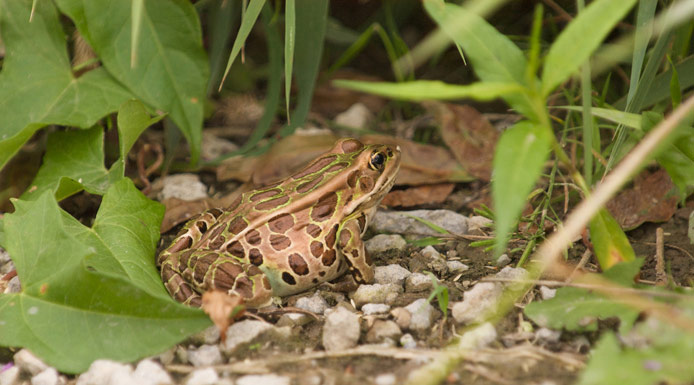 Northern Leopard Frog near a marsh