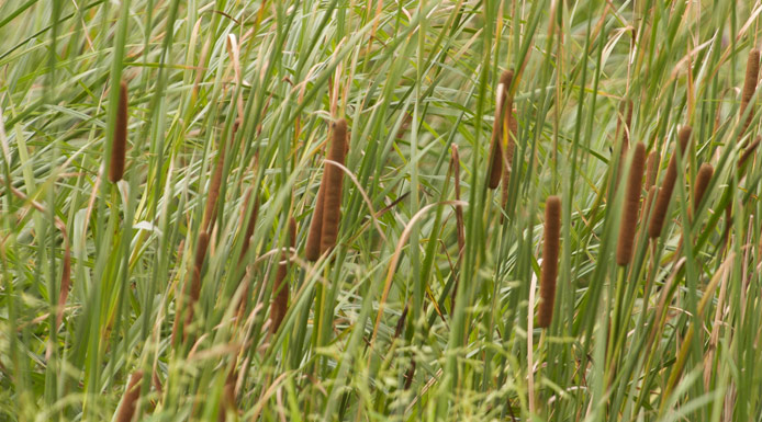 Many Cattails in a marsh