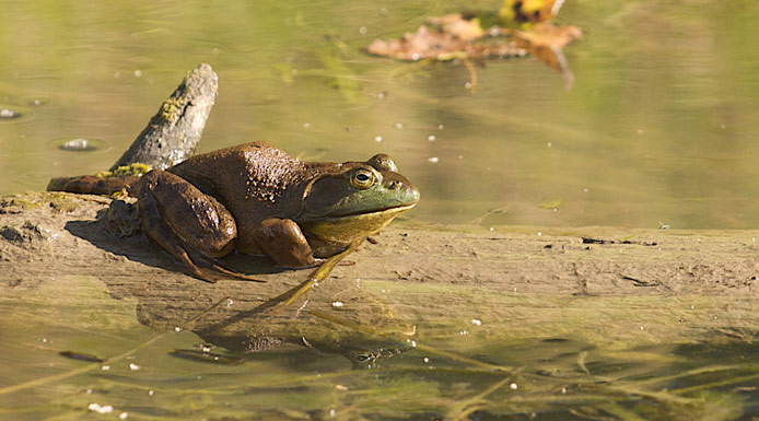 Bullfrog viewed from the side on a branch floating on the water.