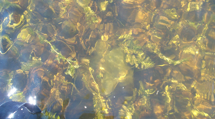 Mass of filamentous algae floating among the aquatic plants.