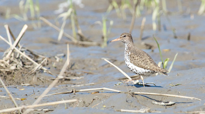 Spotted Sandpiper walking on the shore.