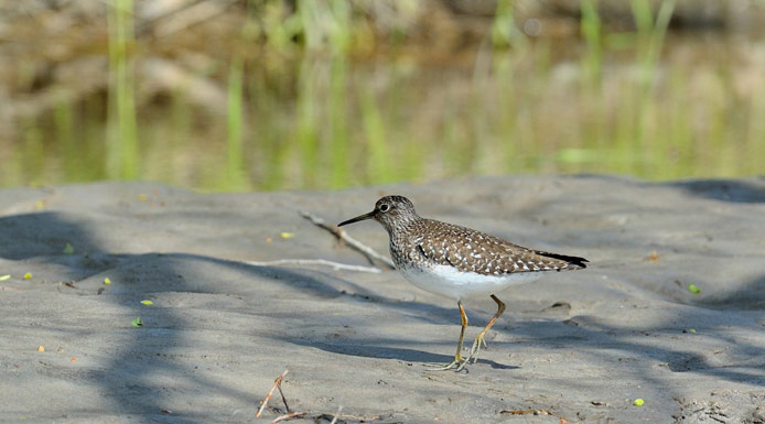 Solitary sandpiper walking on the bank.
