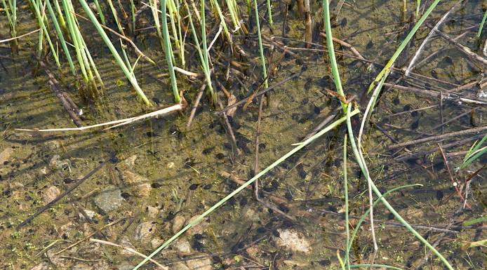 Tadpoles swimming in a pond.