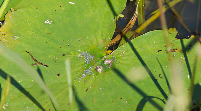 Gastropods on a water-lily leaf