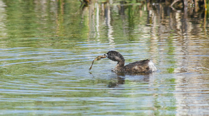 Pied-billed Grebe with a frog in the beak