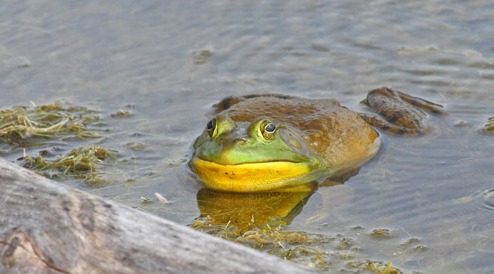 Bullfrog in the water