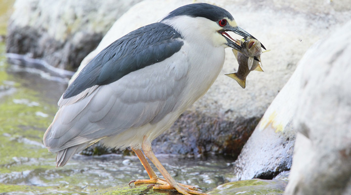 Black-crowned Night Heron with a fish in the beak