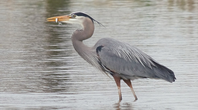 Great Blue Heron with a fish in the beak