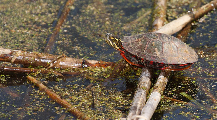 Painted Turtle on stalks above the water