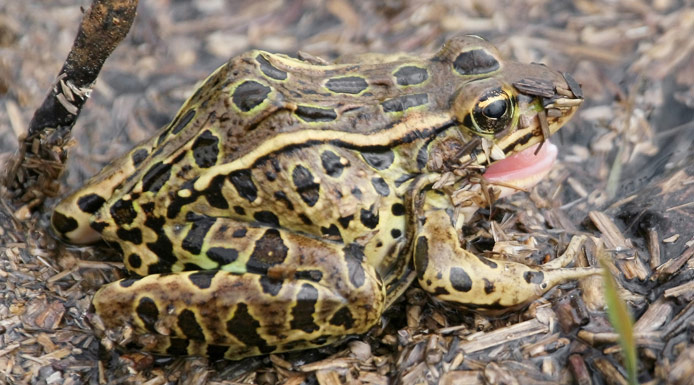 Northern Leopard Frog in a marsh