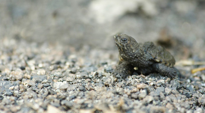 Young Snapping Turtle walking on the bank.