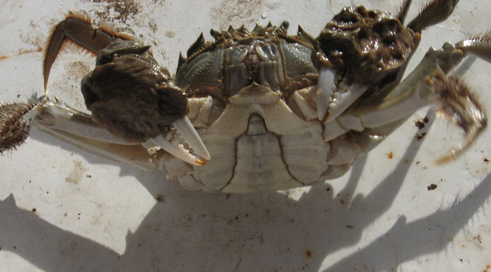 Face view of the Chinese mitten crab