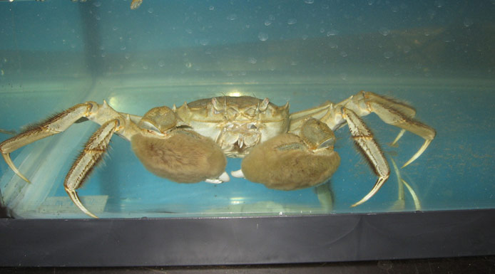 Chinese mitten crab showing his claws