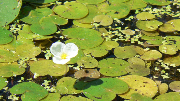 One white flower and many leaves of European frogbit  on the water surface