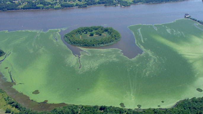 Aerial view showing the surface of  the river covered with leaves of European water chestnut.