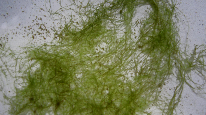 Several Cladophora algae