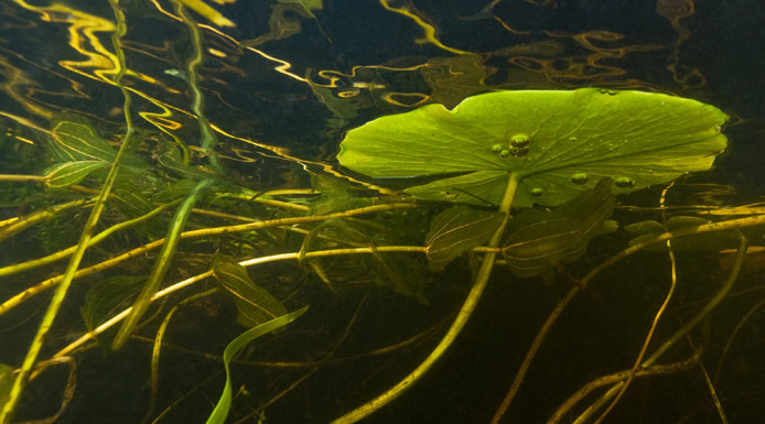 Underwater view of a Pond-lily leaf