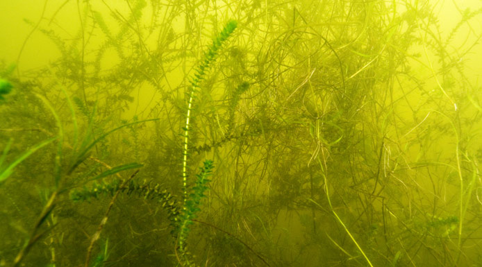 Tangle of submerged plants