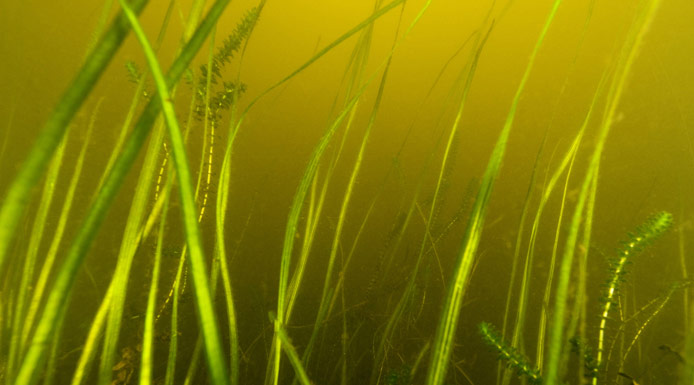 American tape-grass and Canada waterweed underwater
