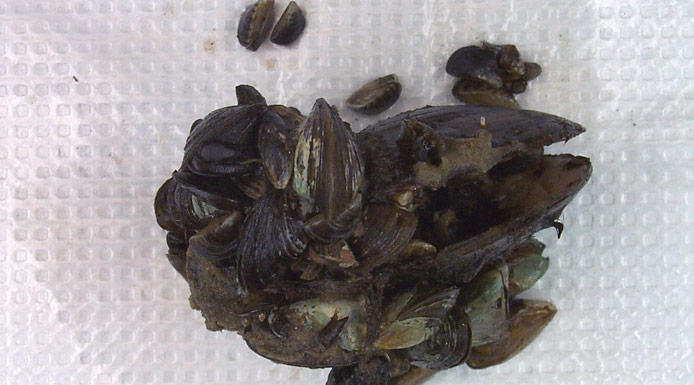 A package of several mussels