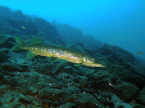 Video filmed underwater showing a Northern Pike swimming in the St. Lawrence River.
