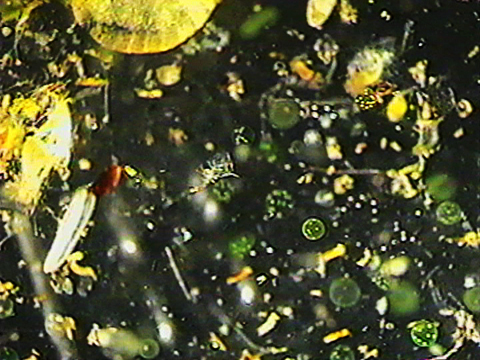 Video filmed under a microscope of phytoplankton