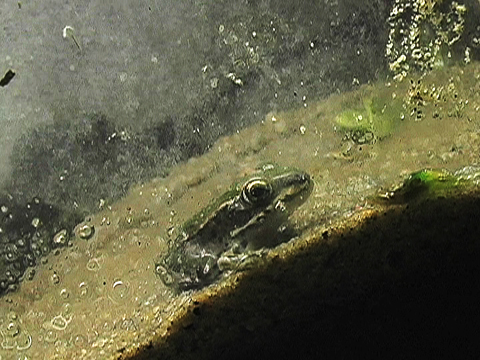 Video of a little Northern Leopard Frog in an aquarium