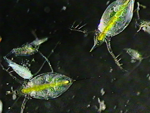 Video filmed under a microscope of zooplankton.