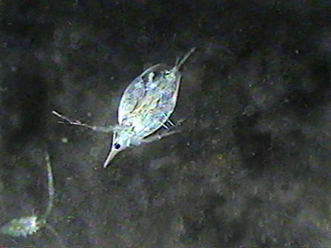Video filmed under a microscope of Daphnia