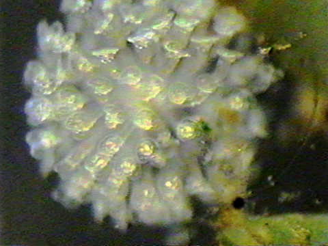 Video filmed under a microscope showing a close-up of a colony of rotifers.