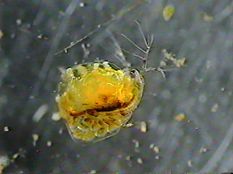 Video filmed under a microscope of Ceriodaphnia