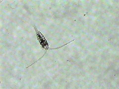 Video filmed under a microscope of calanoid copepods.