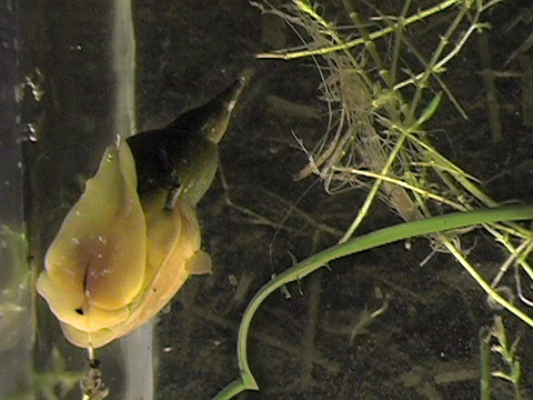 Video of an Lymnaeidae in an aquarium