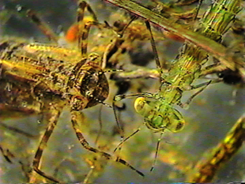 Video filmed under a microscope of a dragonfly larva and a damselfly larva