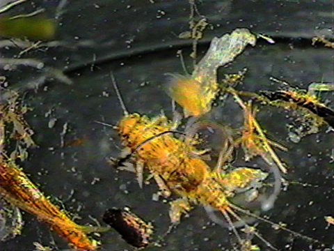 Video filmed under a microscope of an ephemeropteran