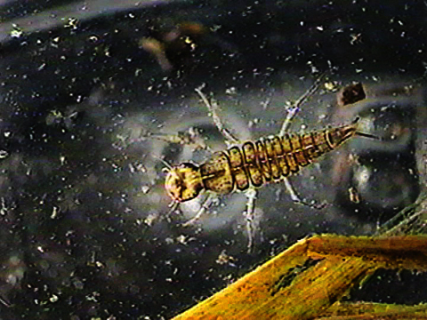 Video filmed under a microscope of a Dytiscidae larva