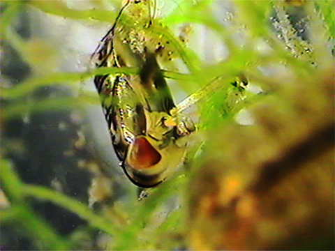 Video filmed under a microscope of an hemipteran of the Corixidae family