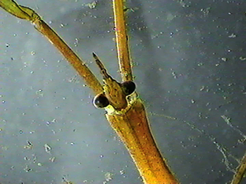 Video filmed under a microscope of an hemipteran of the Nepidae family