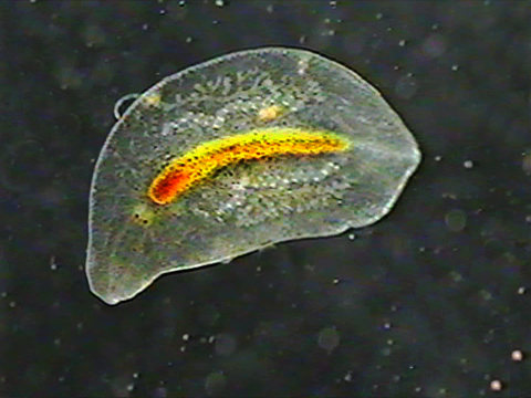 Video filmed under a microscope of a white planarian 