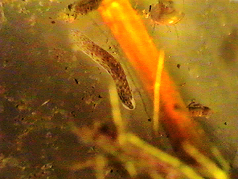 Video filmed under a microscope of a brown planarian