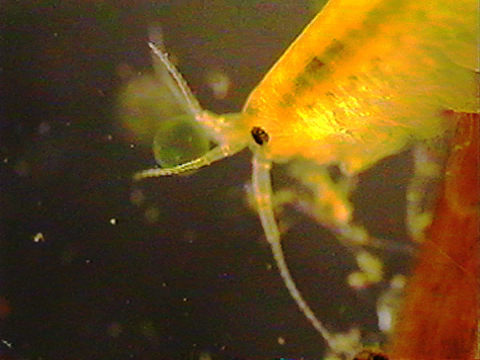 Video filmed under a microscope of an amphipod