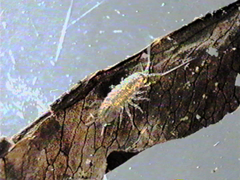 Video filmed under a microscope of an isopod