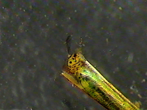 Video filmed under a microscope showing the head of a trichopteran.