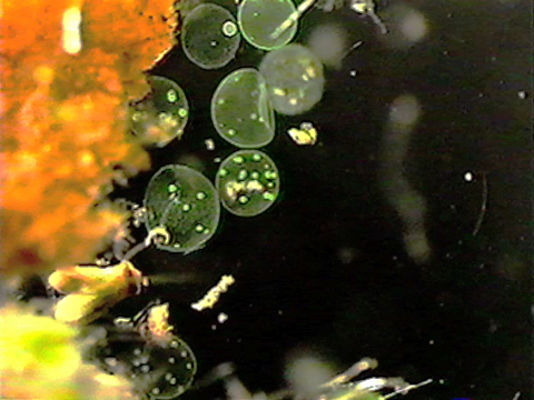 Video filmed under a microscope of several colonies of the alga Volvox